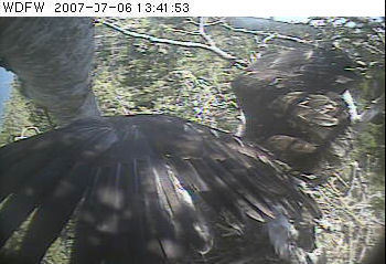 Puget Sound eaglet