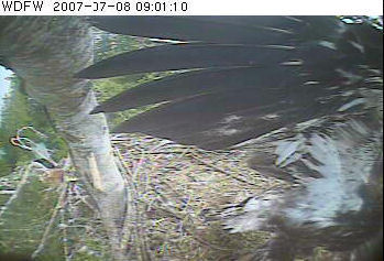 Puget Sound eaglet