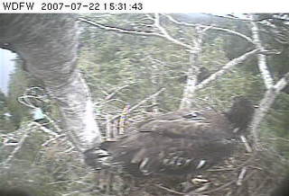 Puget Sound eaglet