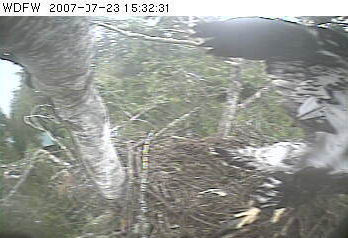 Puget Sound eaglet