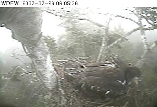 Puget Sound eaglet