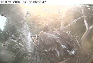 Puget Sound eaglet