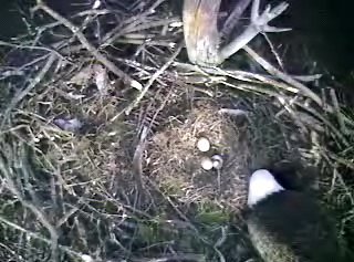 Barton's Cove eaglet