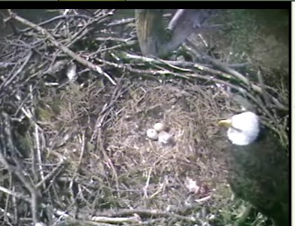 Barton's Cove eaglet