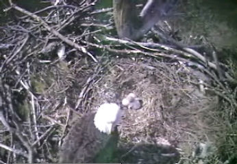 Barton's Cove eaglet