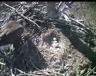 Barton's Cove eaglet