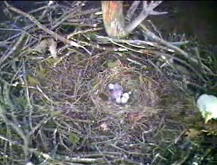 Barton's Cove eaglets