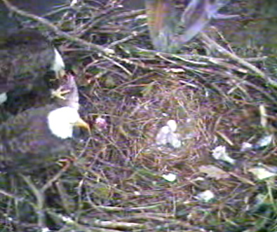 Barton's Cove eaglets