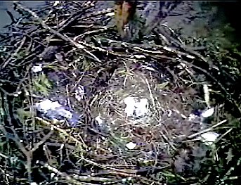 Barton's Cove eaglets