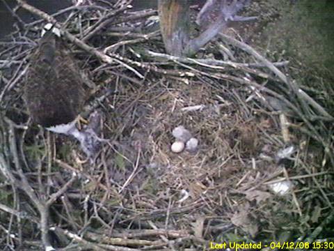 Barton's Cove eaglets