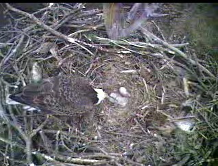 Barton's Cove eaglets