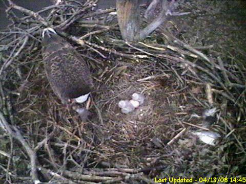Barton's Cove eaglets