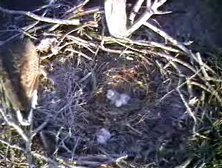 Barton's Cove eaglets