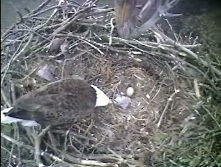 Barton's Cove eaglets