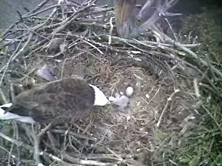Barton's Cove eaglets