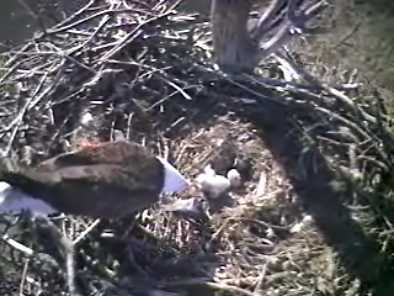Barton's Cove eaglets
