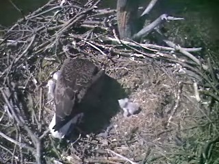 Barton's Cove eaglets