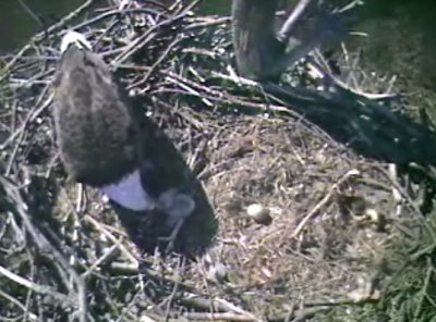 Barton's Cove eaglets