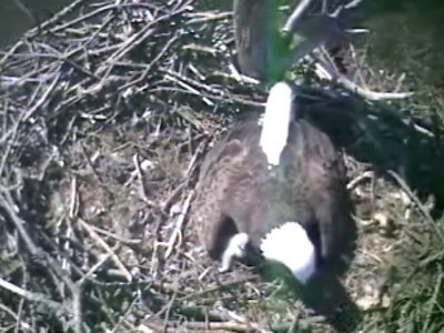 Barton's Cove eaglets