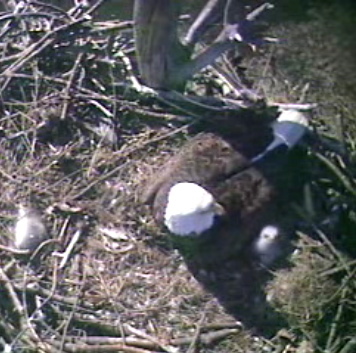 Barton's Cove eaglets