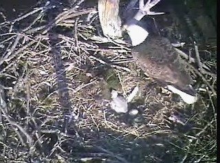 Barton's Cove eaglets
