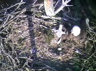 Barton's Cove eaglet