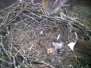 Barton's Cove eaglet