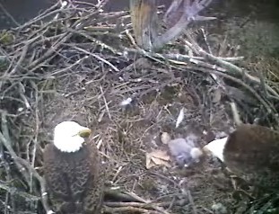 Barton's Cove eaglet