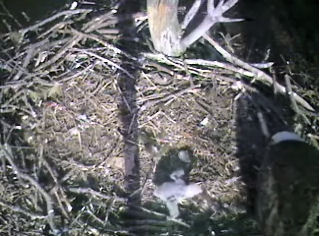 Barton's Cove eaglet