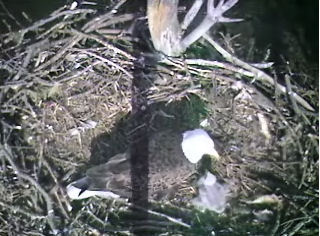 Barton's Cove eaglet