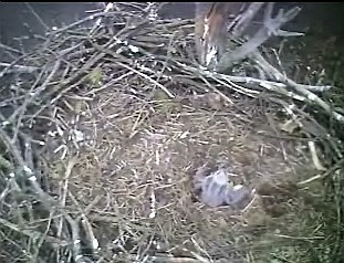 Barton's Cove eaglet