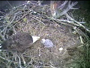 Barton's Cove eaglet