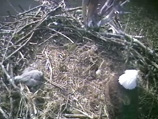 Barton's Cove eaglet