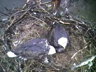 Barton's Cove eaglet