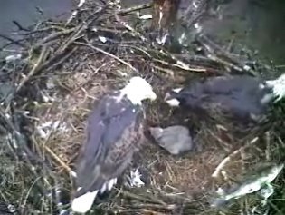 Barton's Cove eaglet