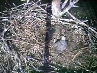 Barton's Cove eaglet