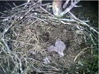 Barton's Cove eaglet