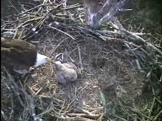 Barton's Cove eaglet