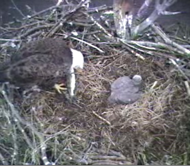 Barton's Cove eaglet