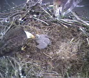 Barton's Cove eaglet