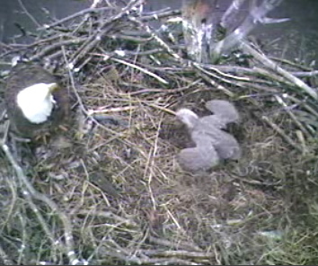 Barton's Cove eaglet