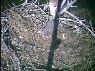 Barton's Cove eaglet