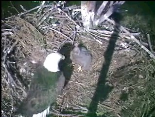 Barton's Cove eaglet