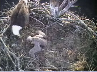 Barton's Cove eaglet