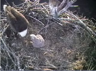Barton's Cove eaglet