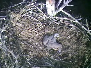 Barton's Cove eaglet