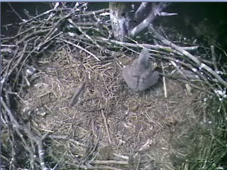 Barton's Cove eaglet