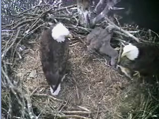 Barton's Cove eaglet