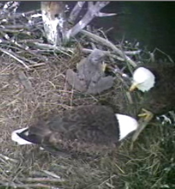 Barton's Cove eaglet