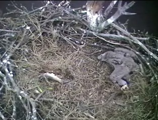 Barton's Cove eaglet